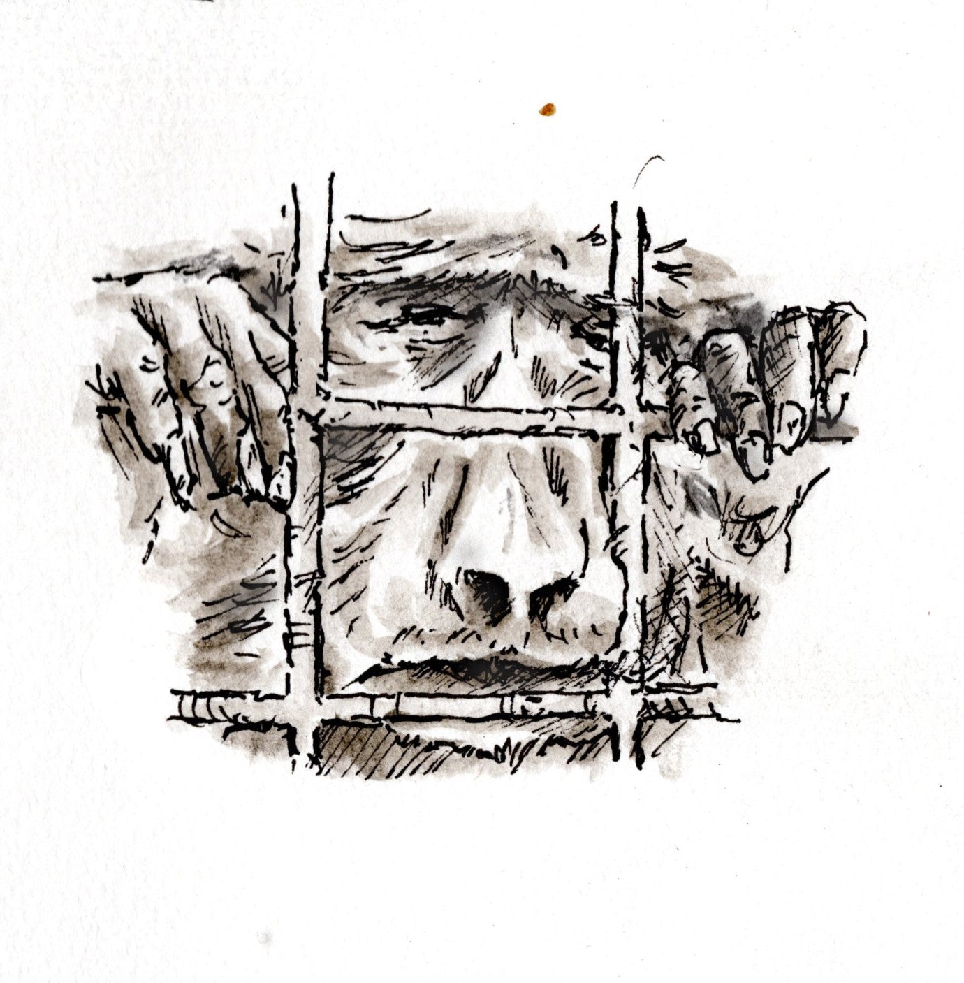 this is the monkey image