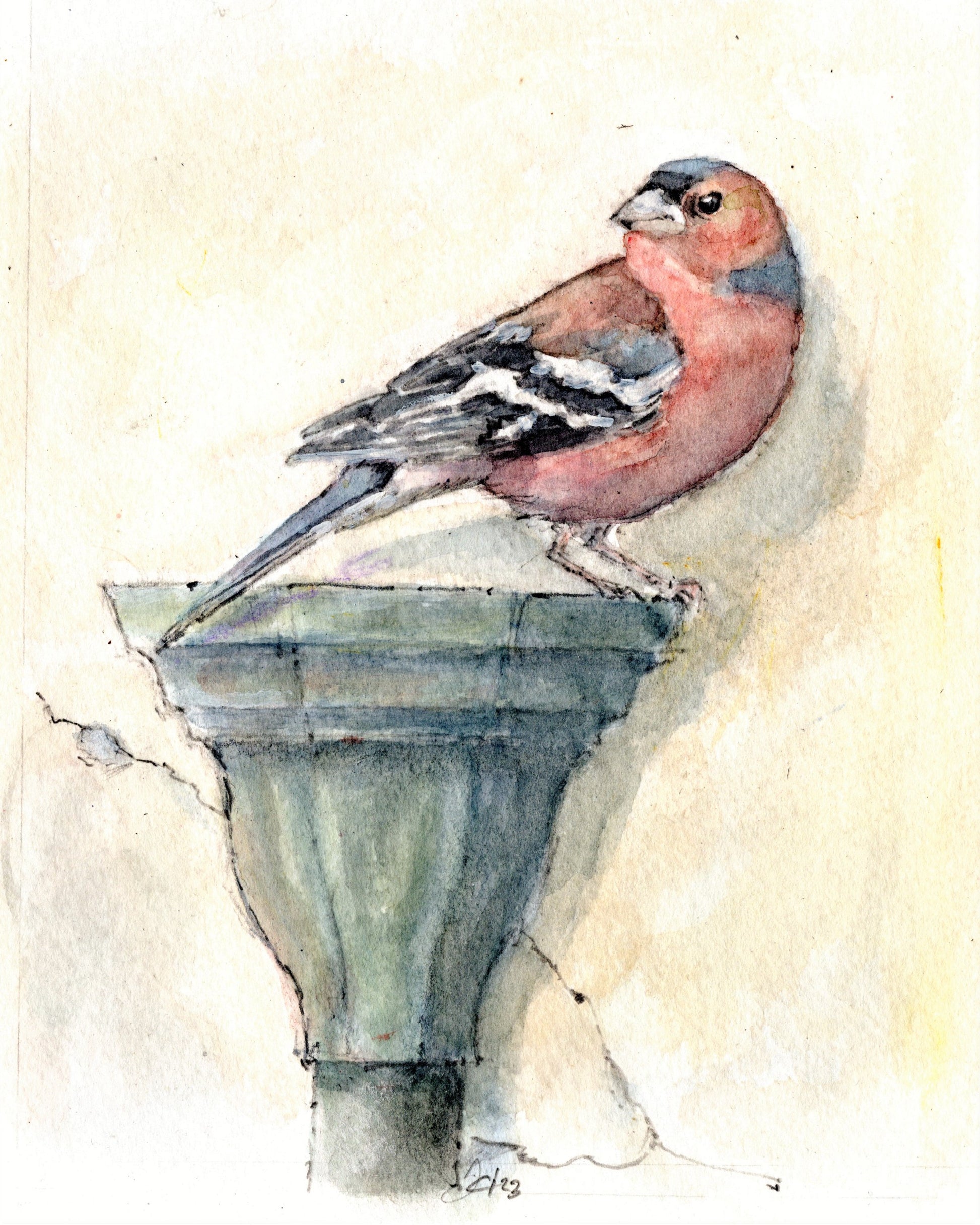 Chaffinch