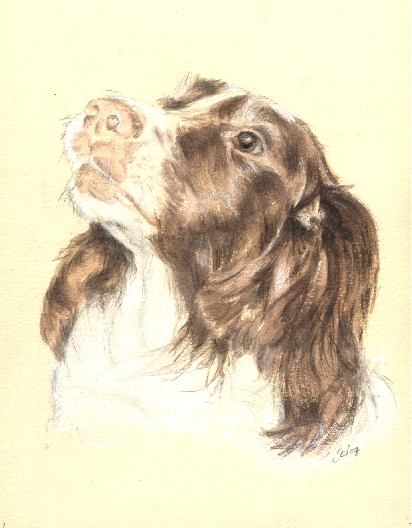 Dogs