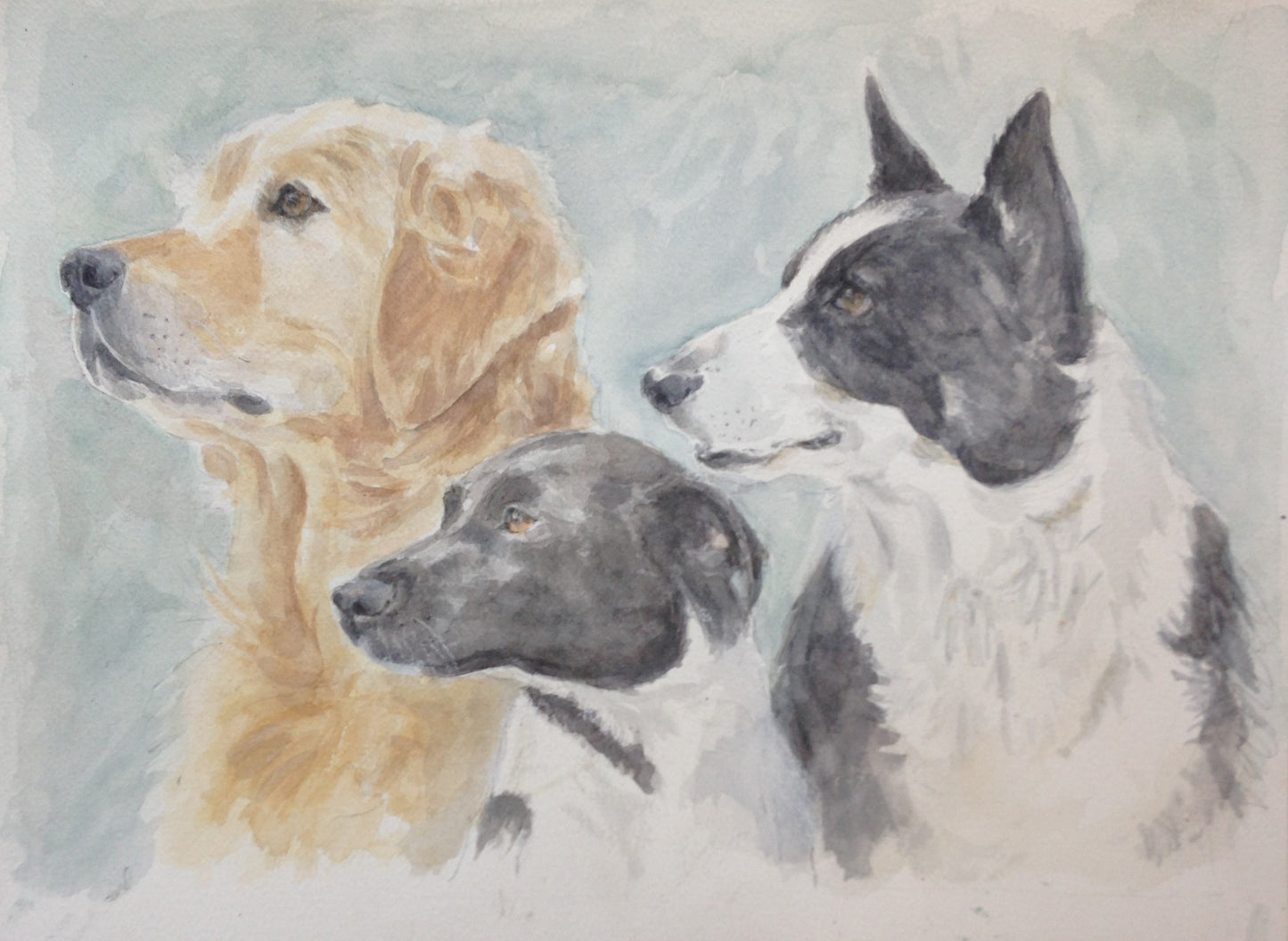 Dogs