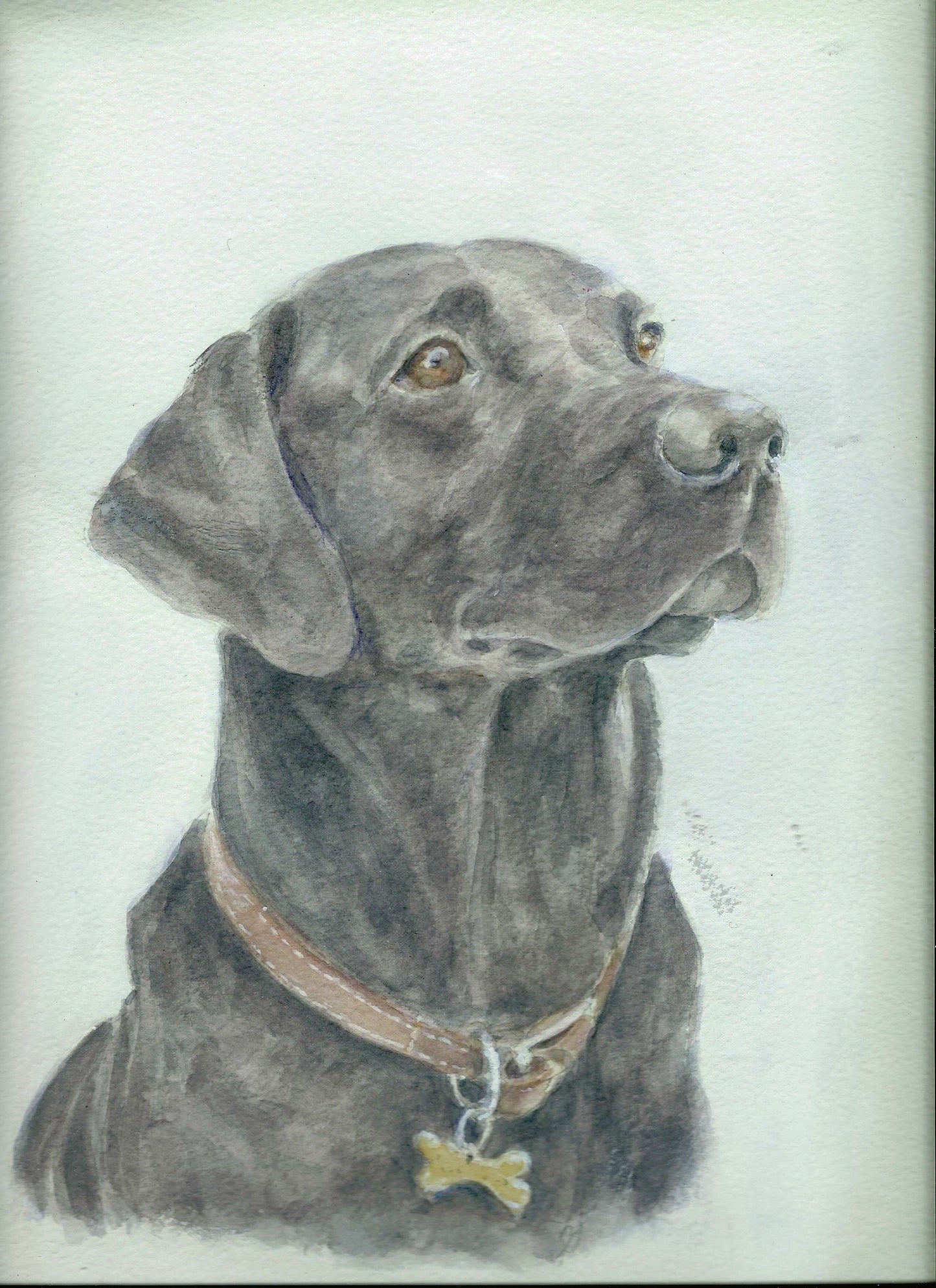 Labrador