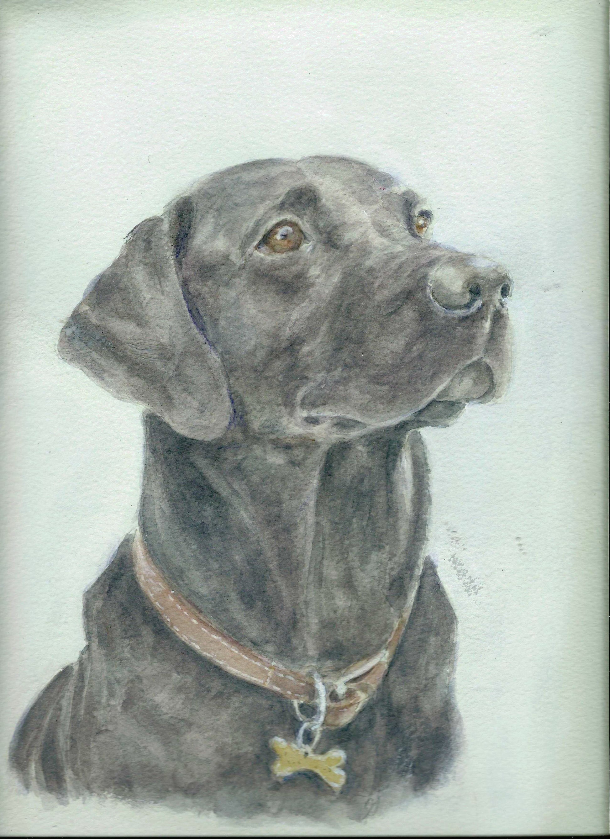 Labrador