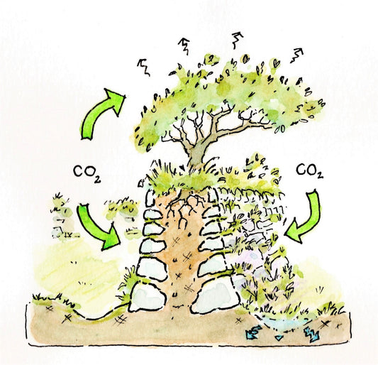 Illustrations for Cornwall National Landscape Management Plan