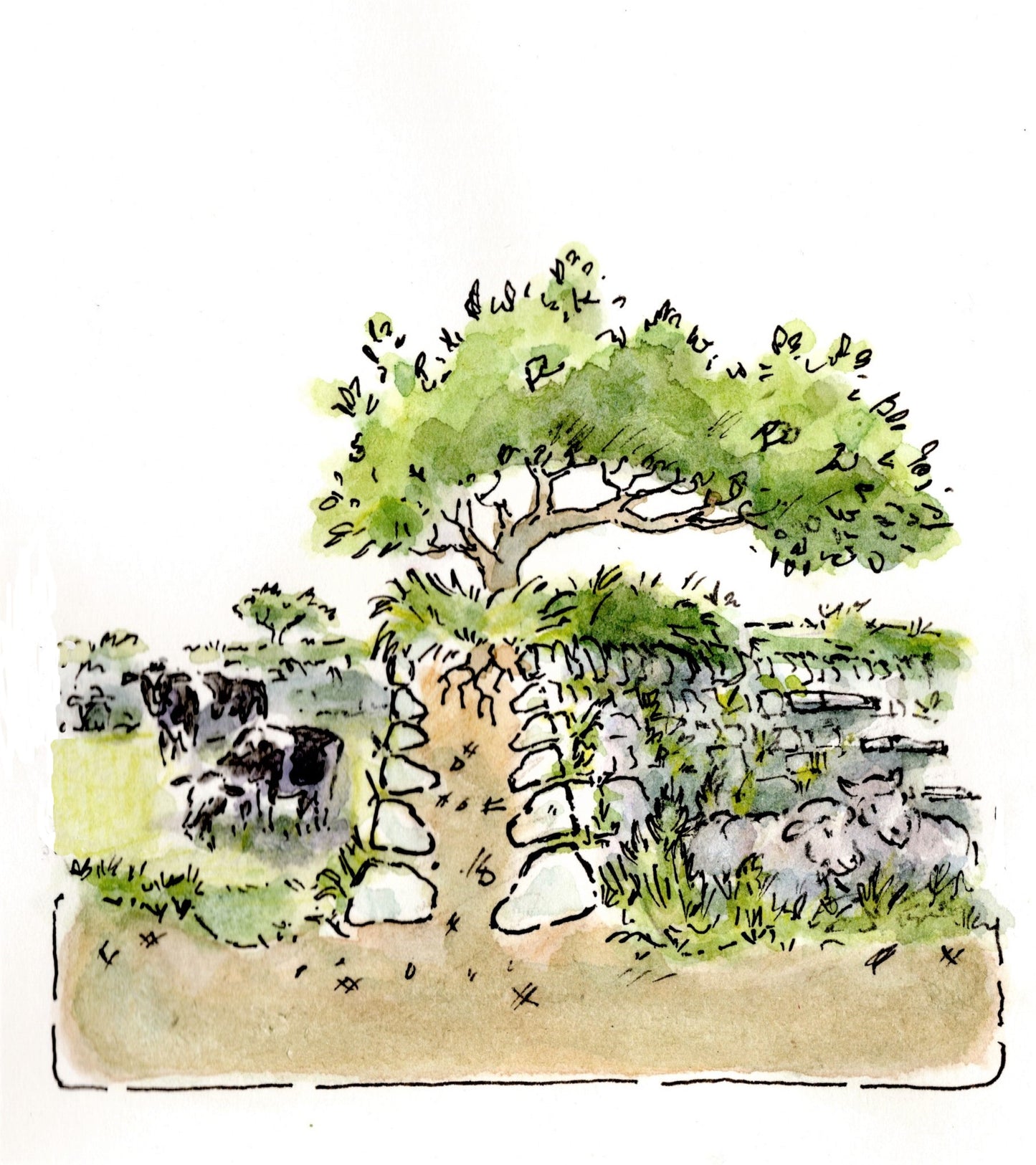 Illustrations for Cornwall National Landscape Management Plan