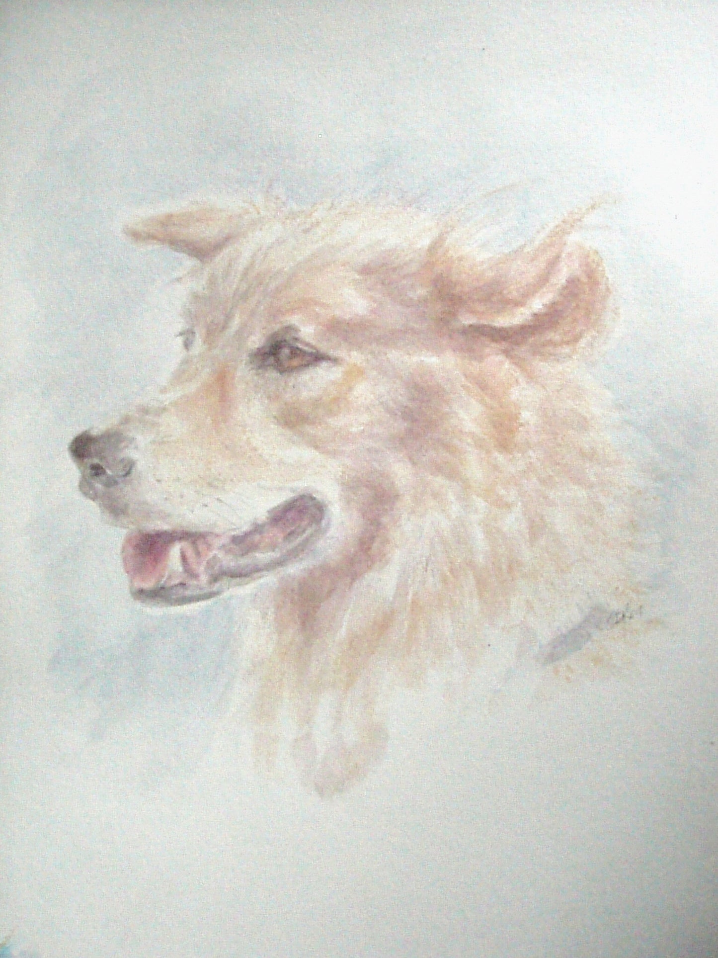 Dogs